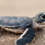Bing Fond d'écran - bébé tortue