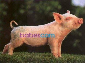 Gamescom 2014 : Les babes cochonnes