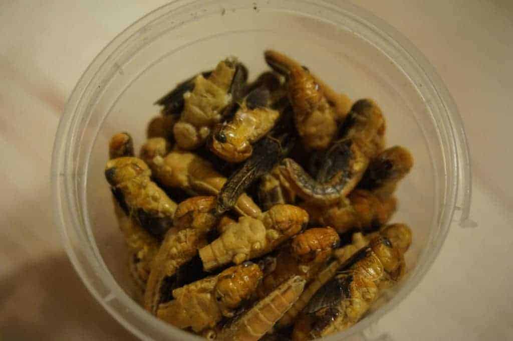 Manger des insectes - Les sauterelles en gros plans