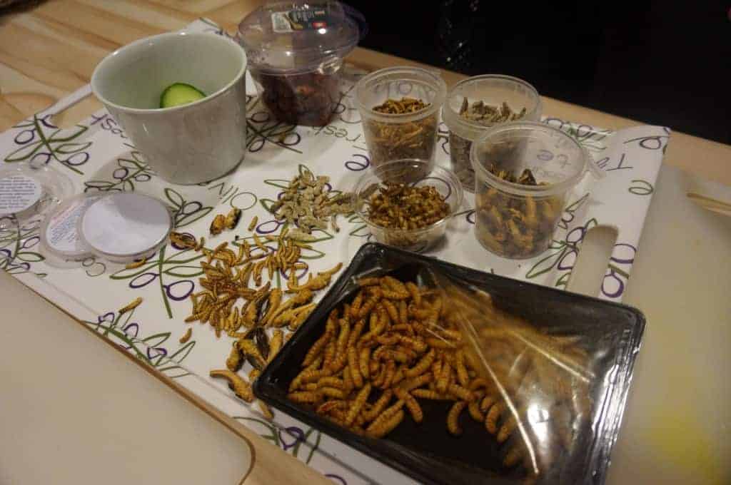 Manger des insectes - le plan de travail