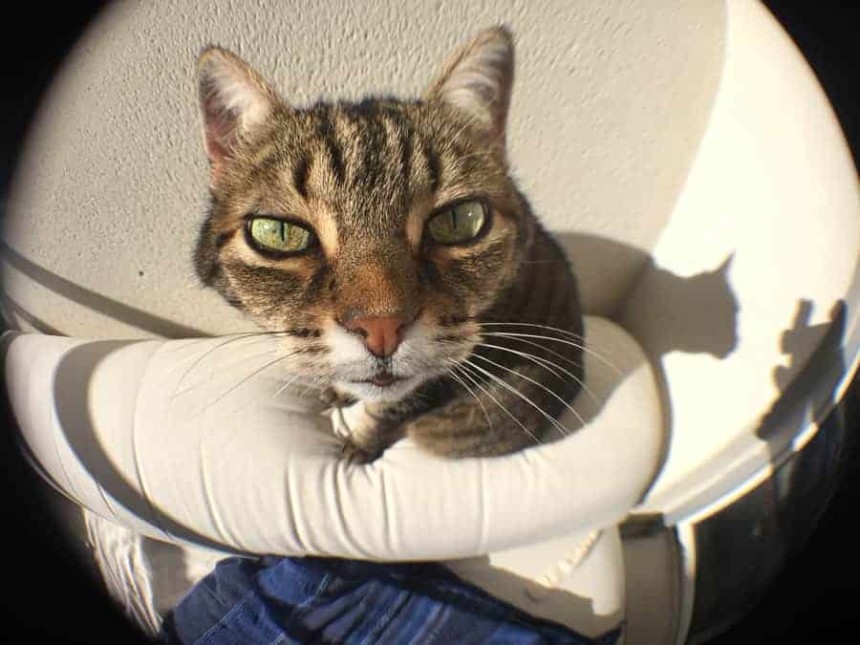 Olixar kit lentilles - effet fish-eye 2