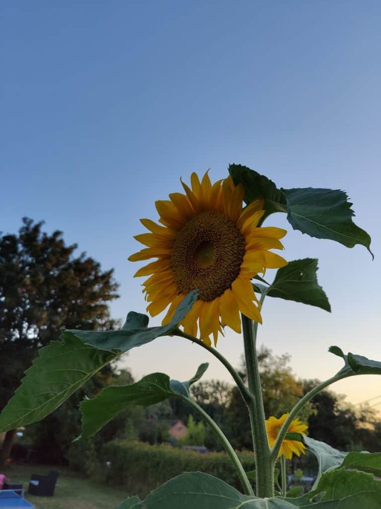 Première photo de mon tournesol avec l'Oppo Find X2 Pro