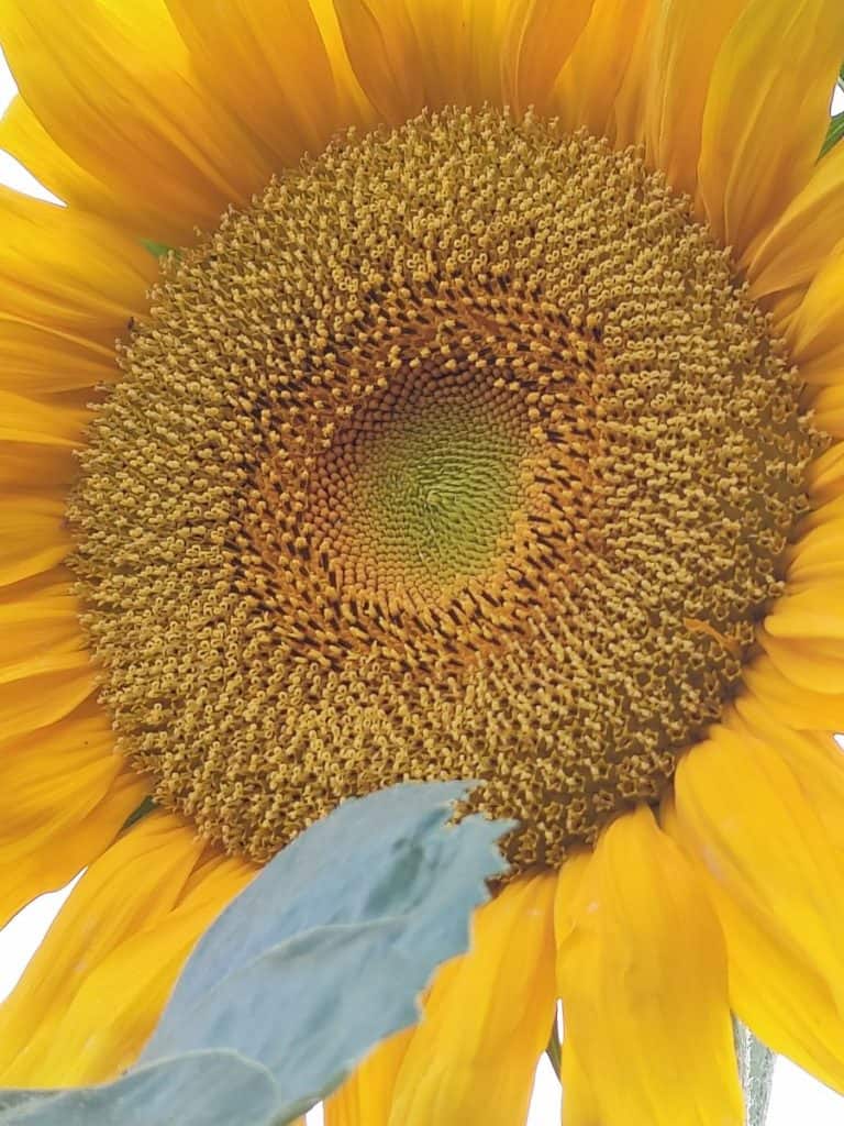 Troisième photo avec zoom de mon tournesol avec l'Oppo Find X2 Pro