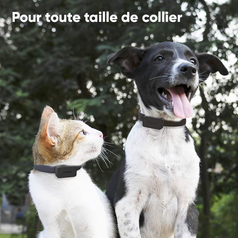 Pet Tracker Invoxia - Aussi bien pour chat que pour chien Pet Tracker Invoxia - Aussi bien pour chat que pour chien