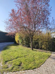 Une photo de mon cerisier japonais avec l'Oppo Find X3 Lite