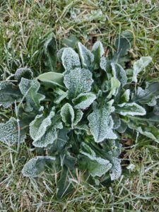 Une photo d'une mauvaise herbe gelée avec l'Oppo Find X3 Lite