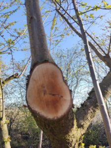 Une photo d'une souche d'arbre en gros plan avec l'Oppo Find X3 Lite