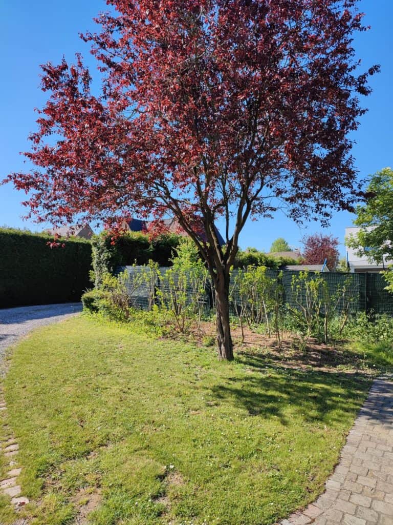 Xiaomi Mi11i Photo du cerisier japonais