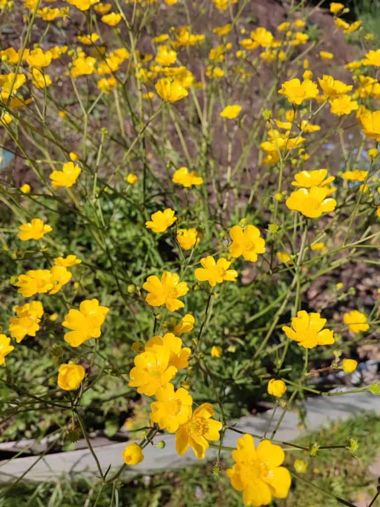 Xiaomi Mi11i Photo des boutons d'or