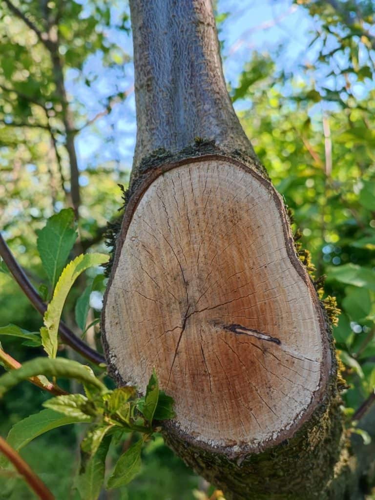 Xiaomi Mi11i Photo en macro