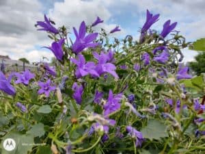 Une photo prise avec le moto g100