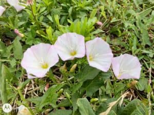 Une photo prise avec le moto g100