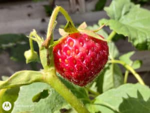 Une photo prise avec le moto g100