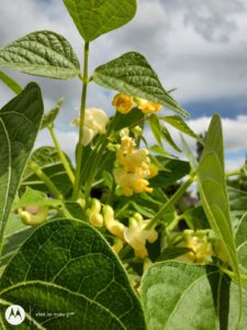 Une photo prise avec le moto g100