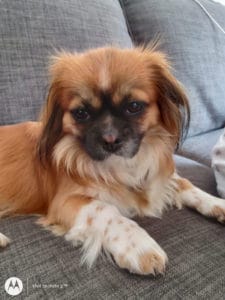 Une photo prise avec le moto g100