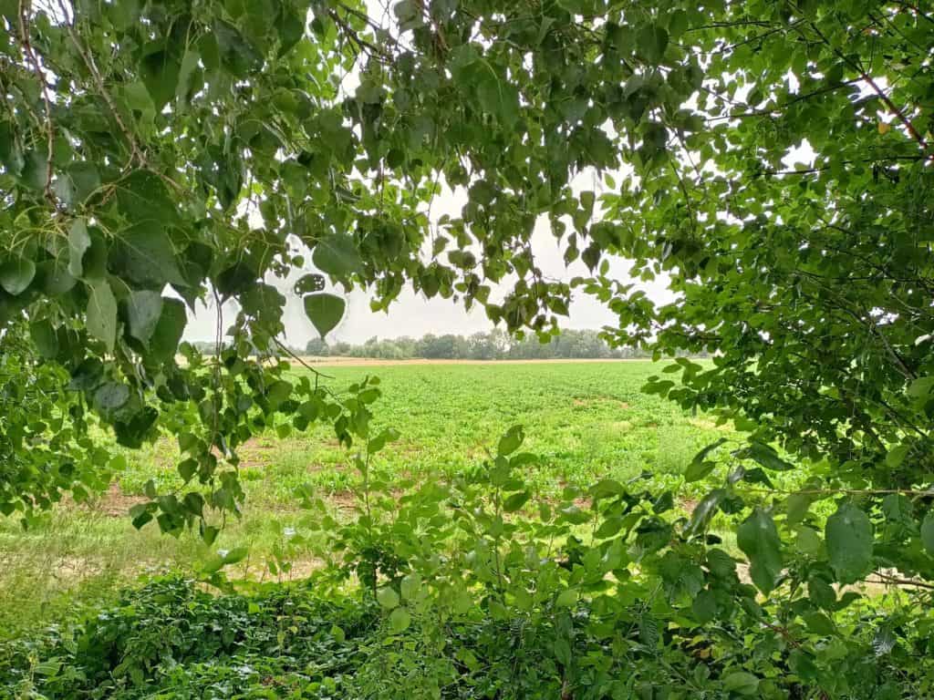 Oppo A94 5G : photo des champs