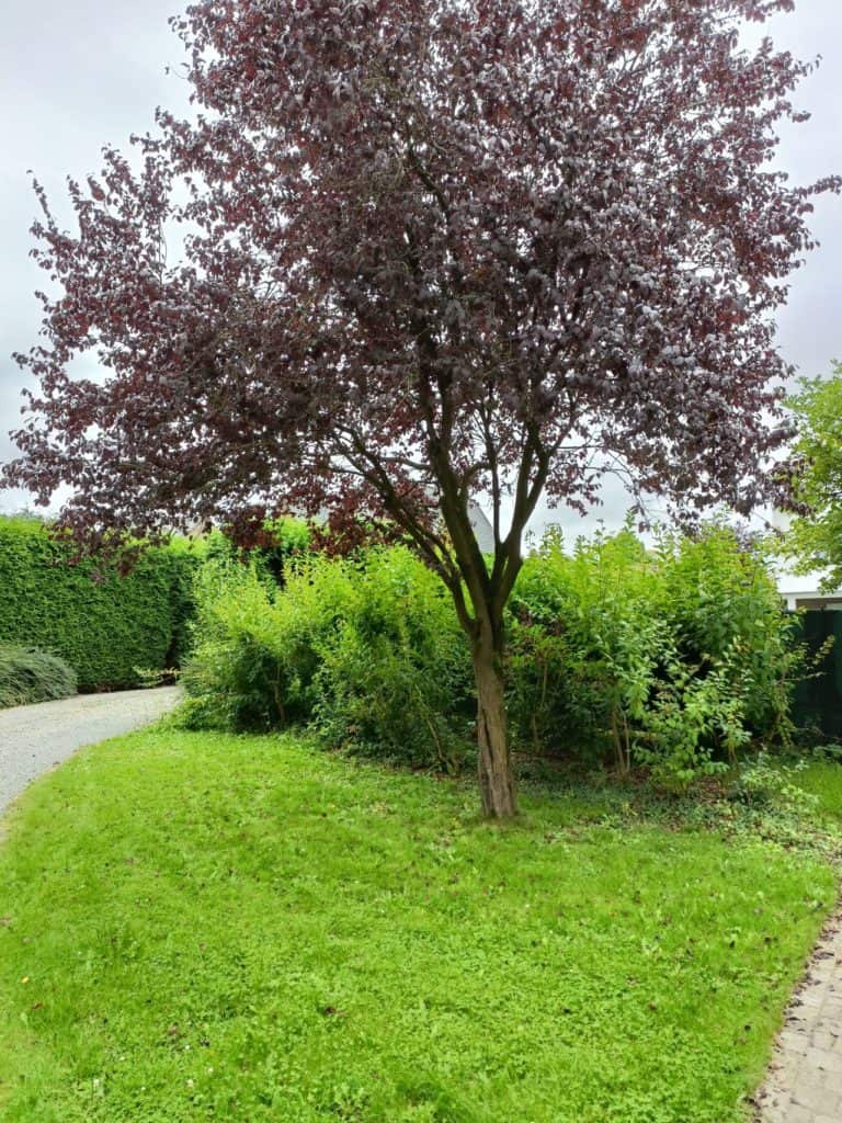 Oppo Reno 5G - La photo de mon cerisier