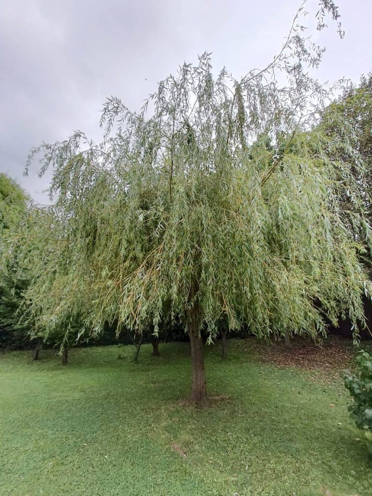 Oppo Reno6 5G - Le saule pleureur