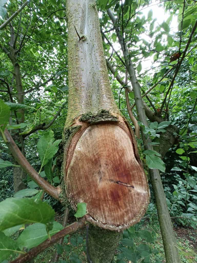 Oppo Reno 5G - Une tranche d'arbre en gros plan