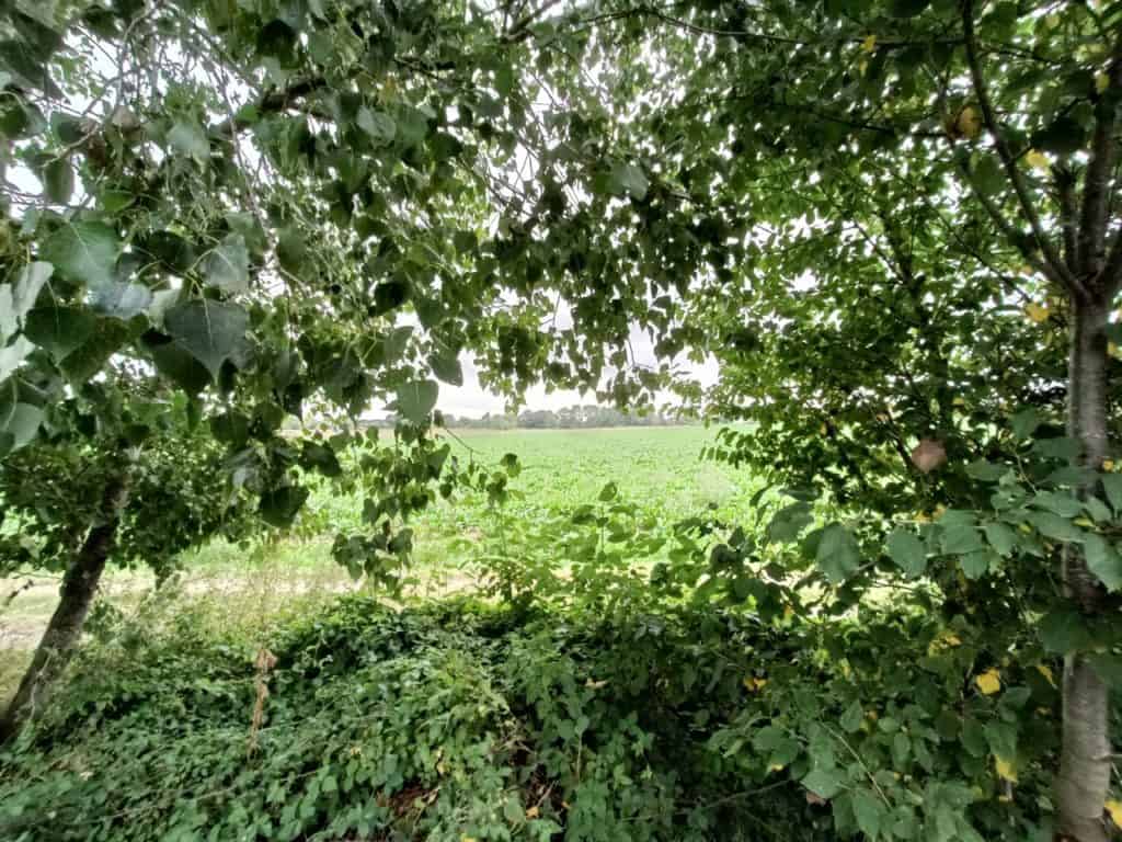 Oppo Reno6 5G - Les champs en zoom X1