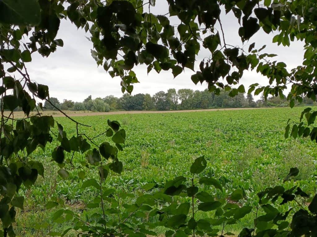 Oppo Reno6 5G - Les champs en zoom X3