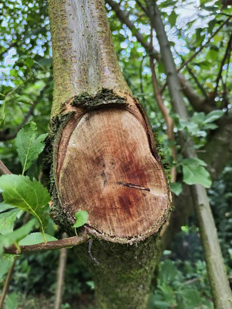 Oppo Reno6 Pro - Un gros plan sur une souche d'arbre