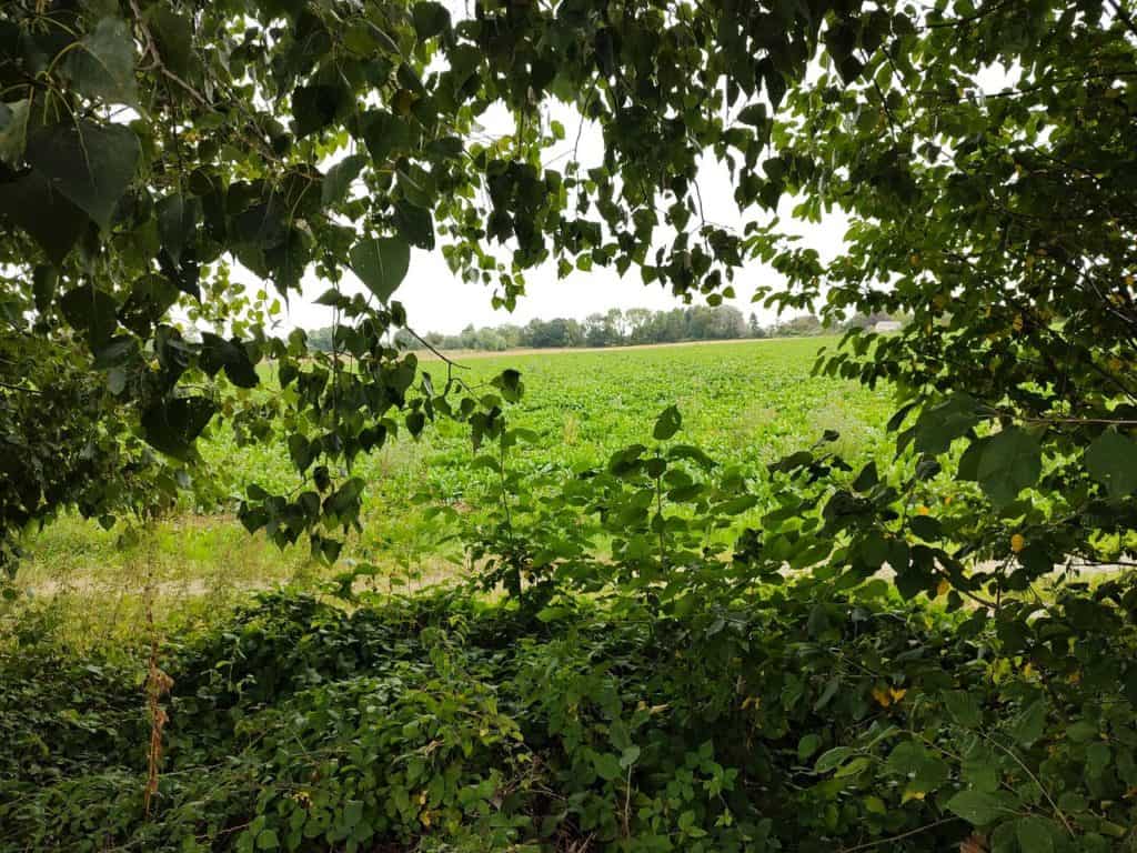 Motorola Edge 20 PRo : Les champs derrière la maison