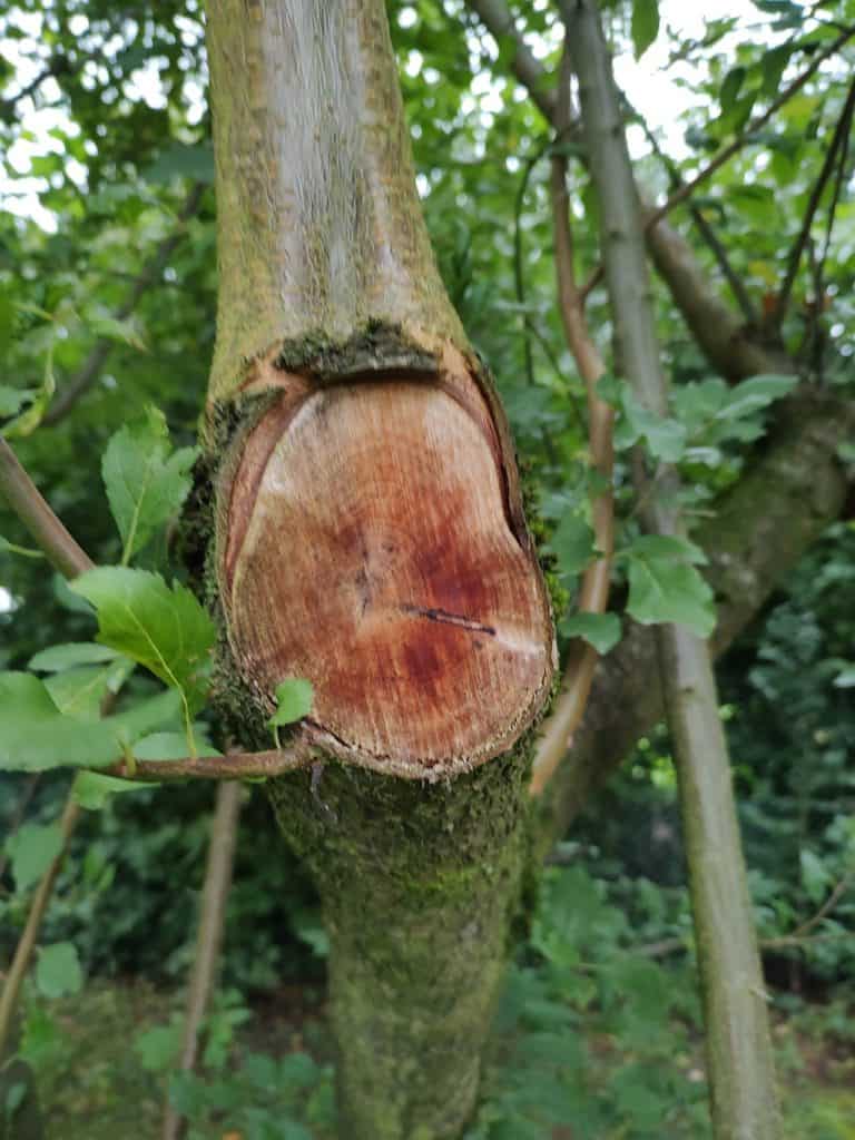 Motorola Edge 20 - Une coupe de bois en gros plan