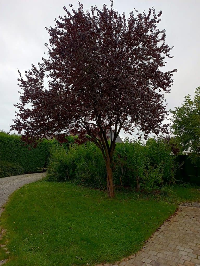 Motorola Edge 20 Lite - Mon cerisier