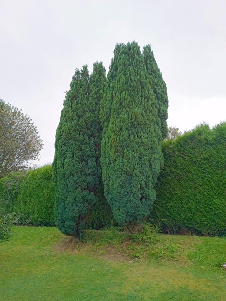 Motorola Edge 20 Lite - Les sapins du jardin