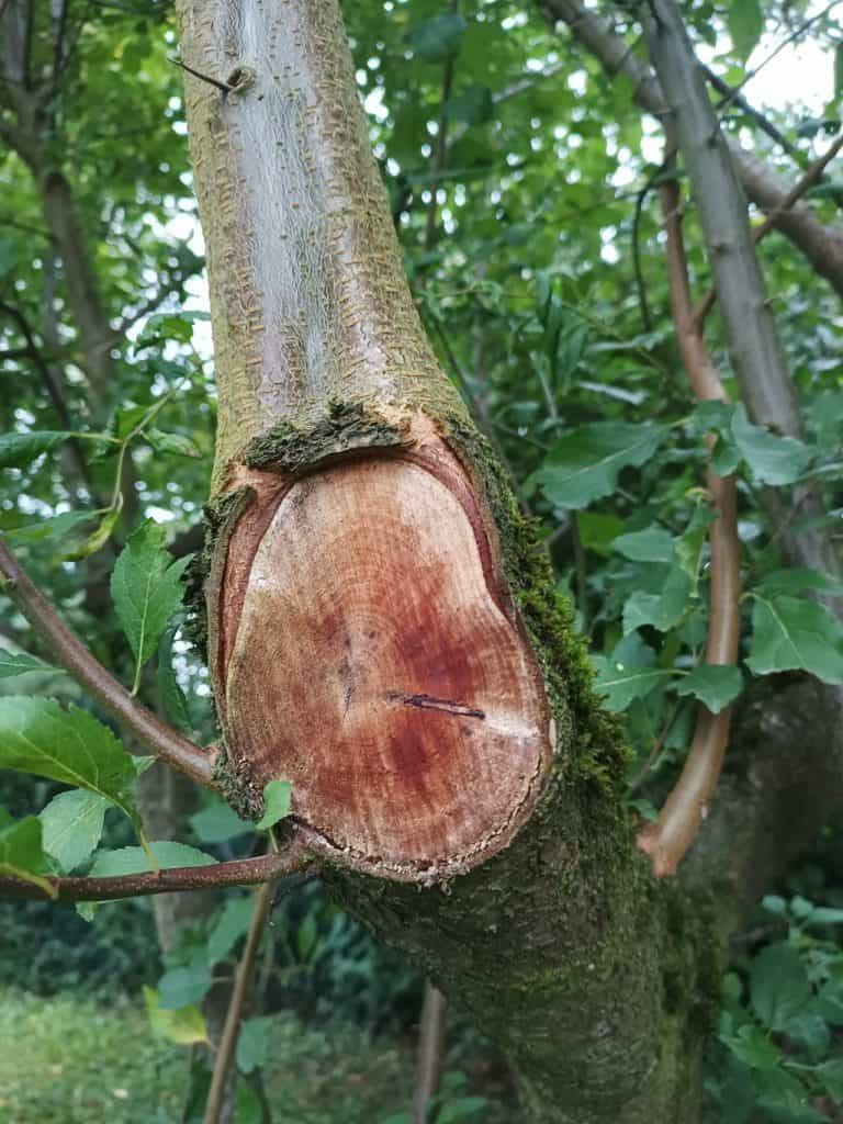 Motorola Edge 20 Lite - Une souche en gros plan