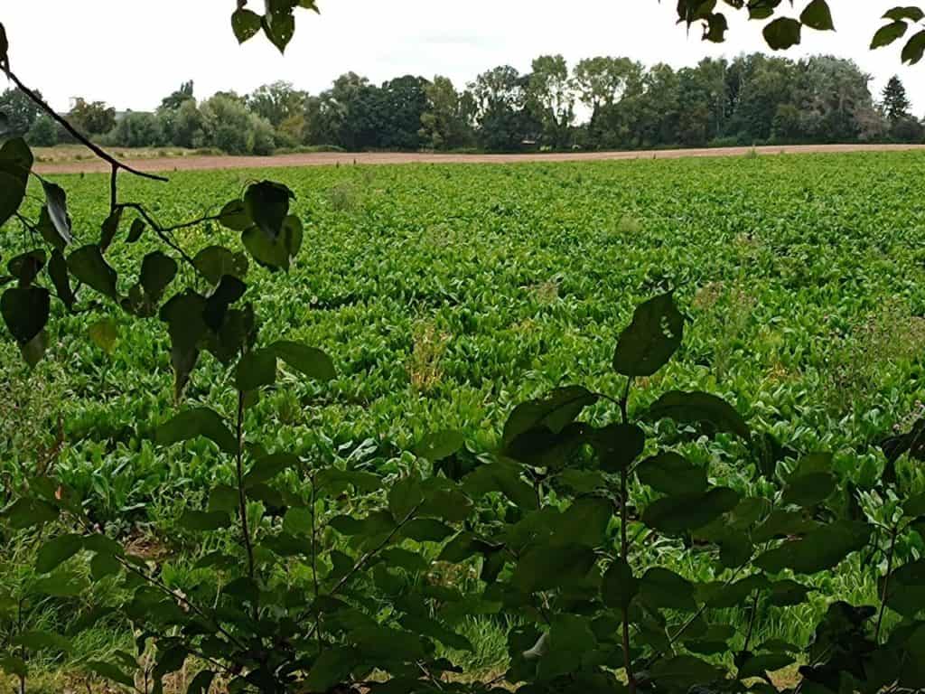 Motorola Edge 20 Lite - les champs derrière la maison