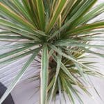 Une photo prise avec le moto g60s