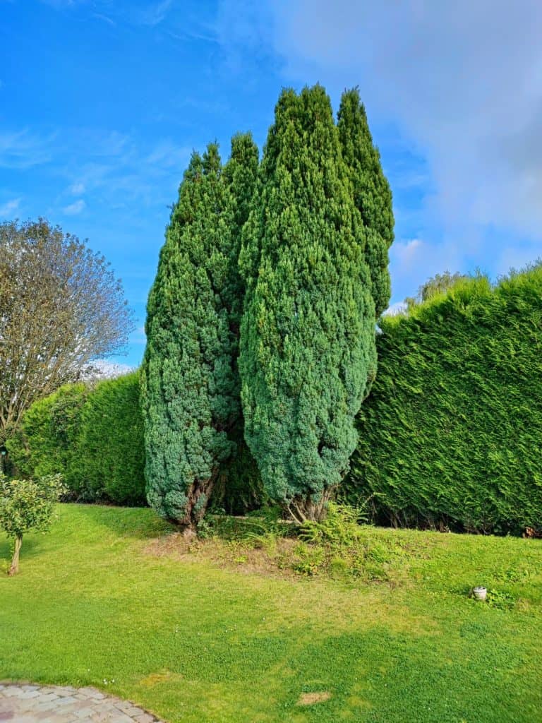 Test de photo 11T Pro : les cyprès