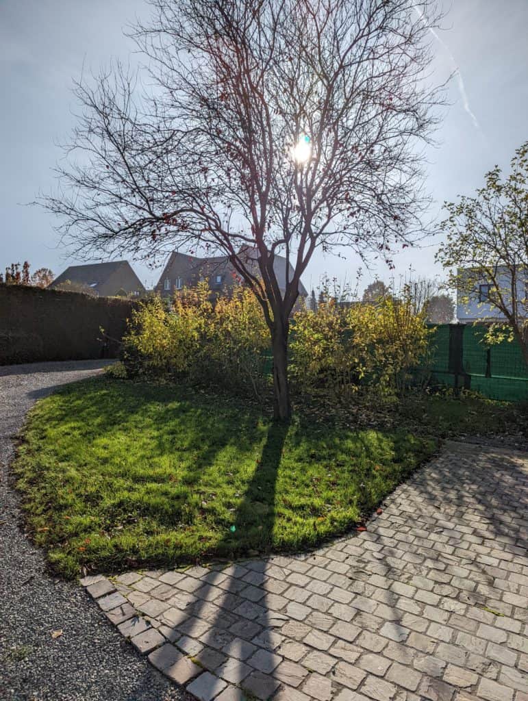 Test photo du Pixel 6 - mon cerisier dans sa robe hivernale