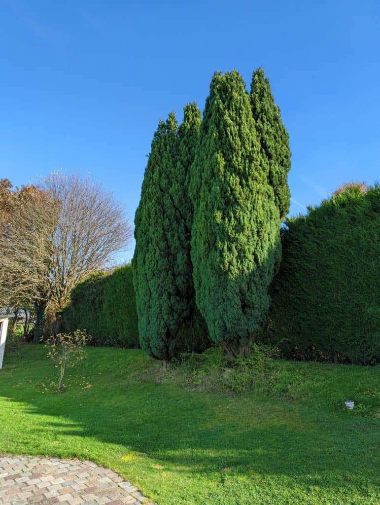 Test photo du Pixel 6 - Les cypres