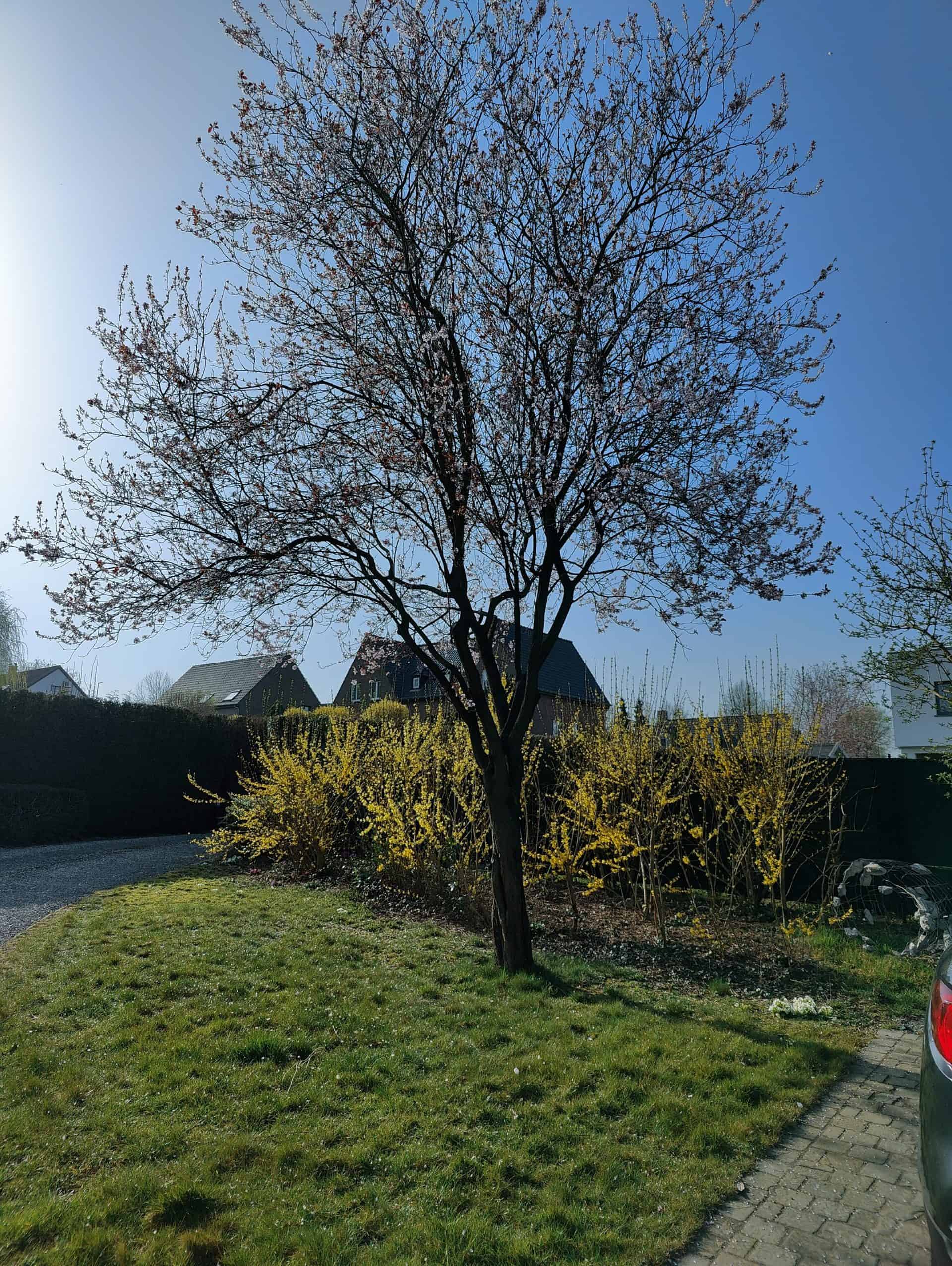 One Plus 10 Pro - Mon cerisier à contre-jour