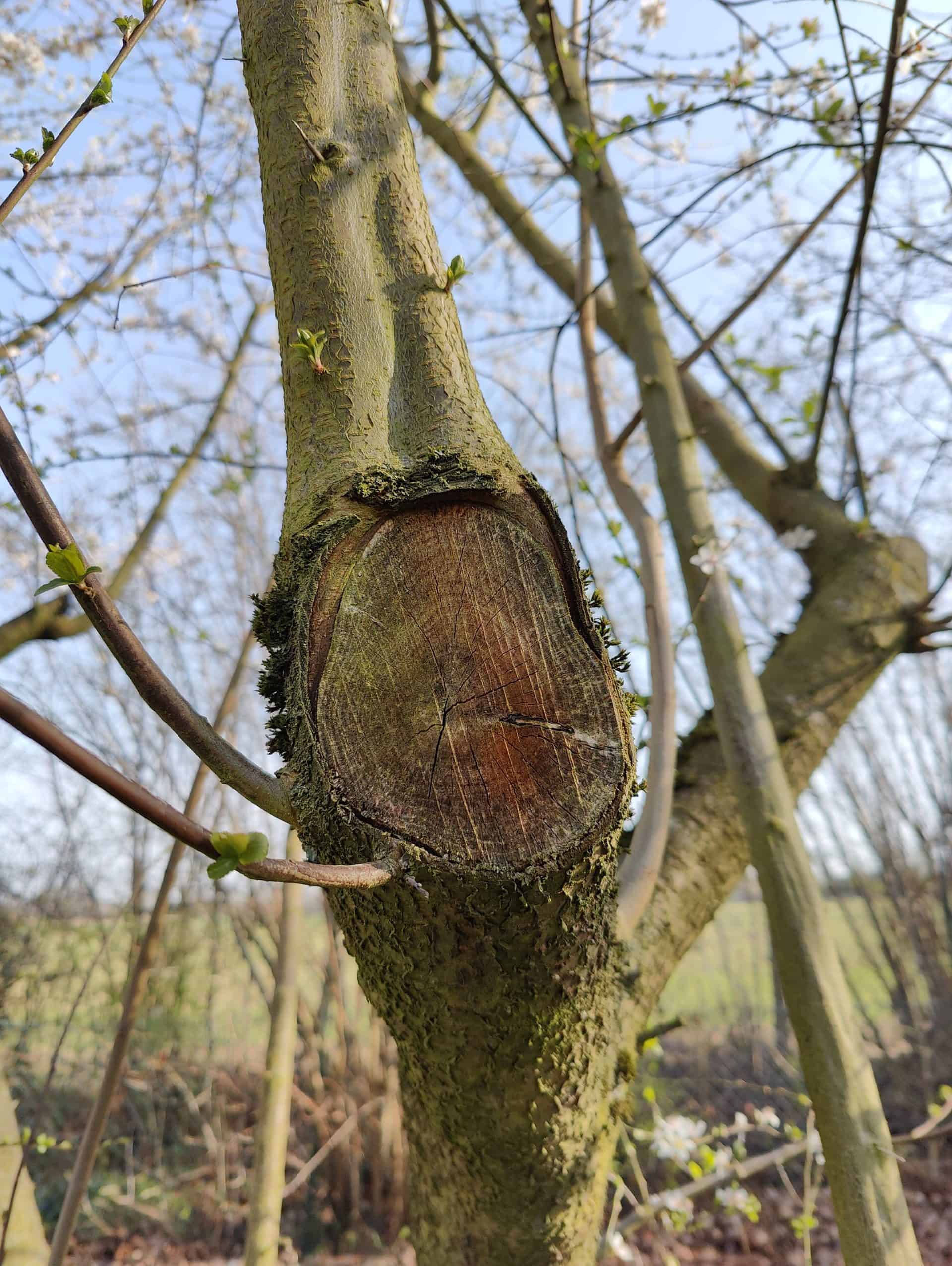 One Plus 10 Pro - Rendu excellent en macro