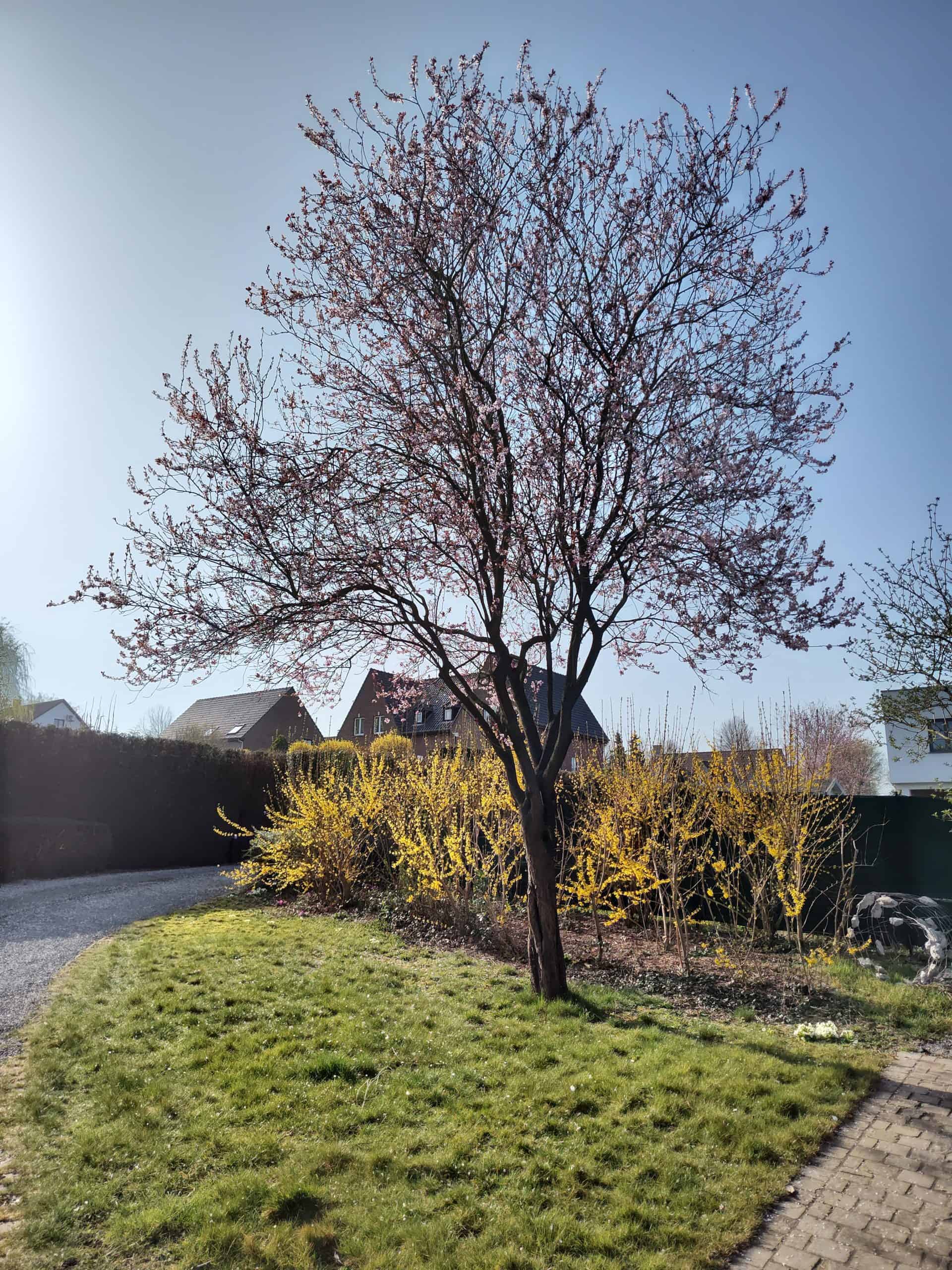 Motorola Edge 30 Pro - Mon cerisier