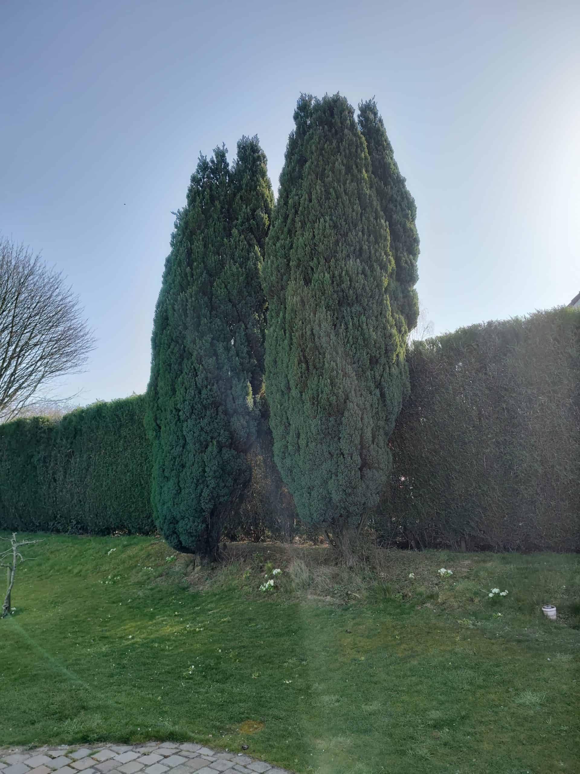 Motorola Edge 30 Pro - les sapins