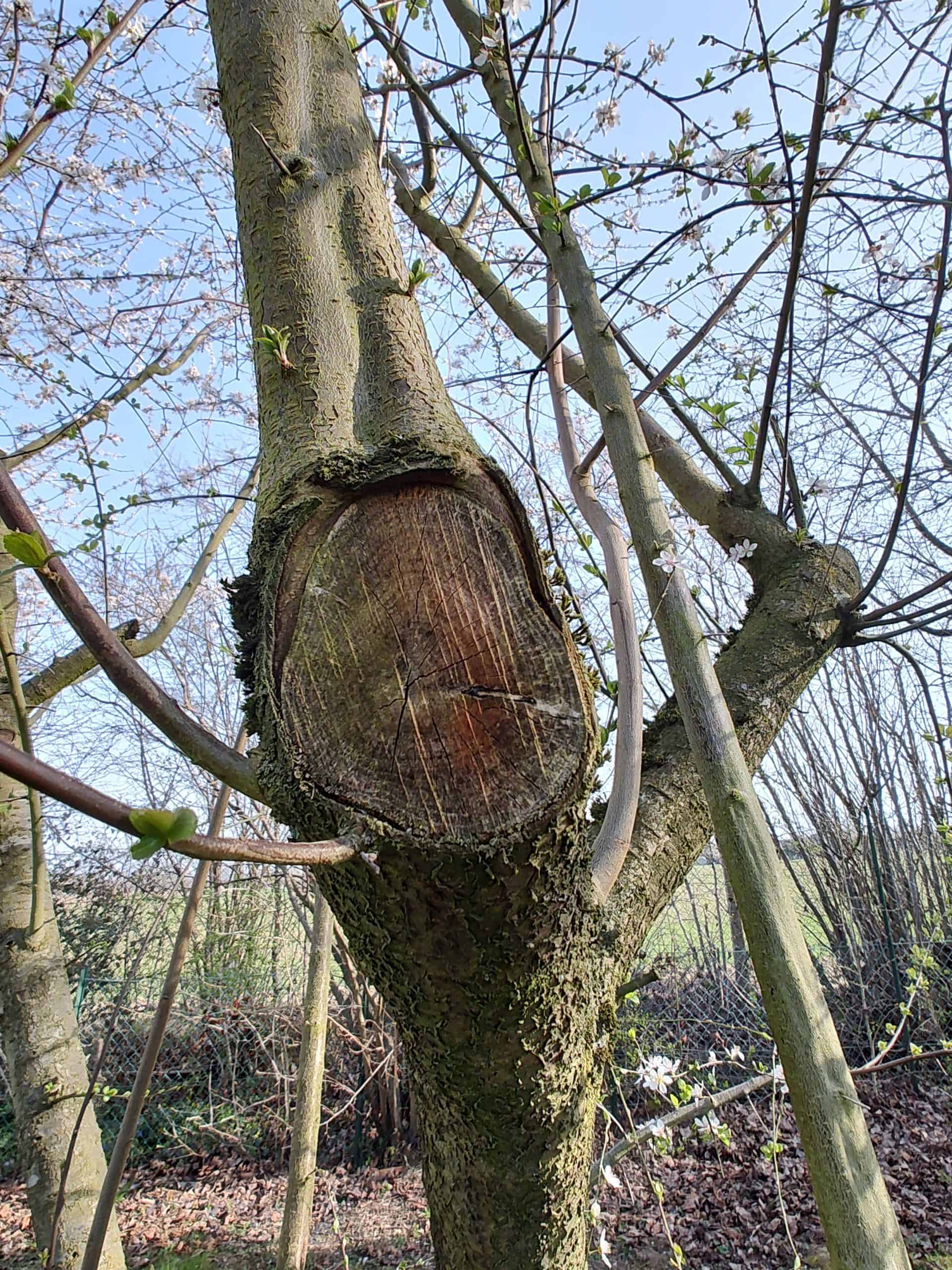 Motorola Edge 30 Pro - une photo macro