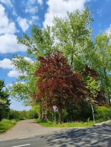 Une photo prise avec le Nothing Phone 3a