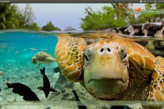 Bing fond d'écran - tortue