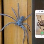 Application critterpedia animaux dangereux serpent et araignée Australie