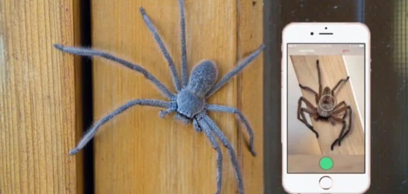Application critterpedia animaux dangereux serpent et araignée Australie