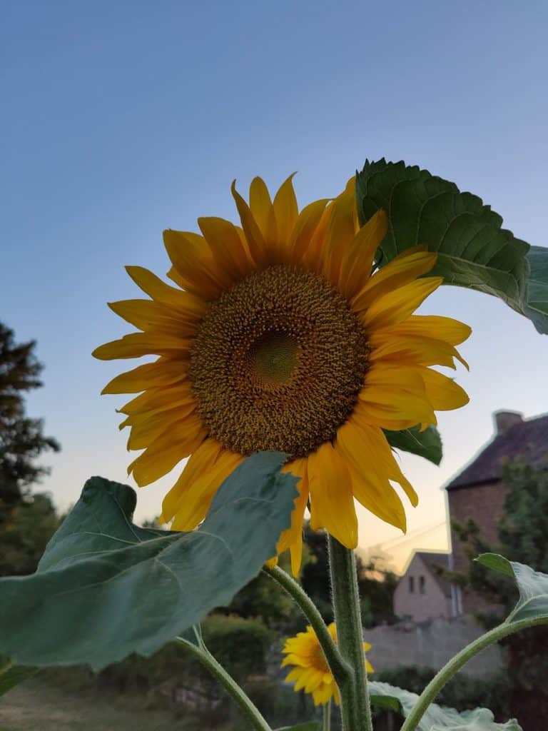 Deuxième photo de mon tournesol avec l'Oppo Find X2 Pro