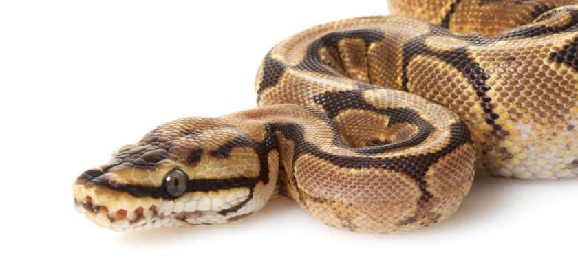 Apprendre le python est une bonne entrée dans le monde de la programmation
