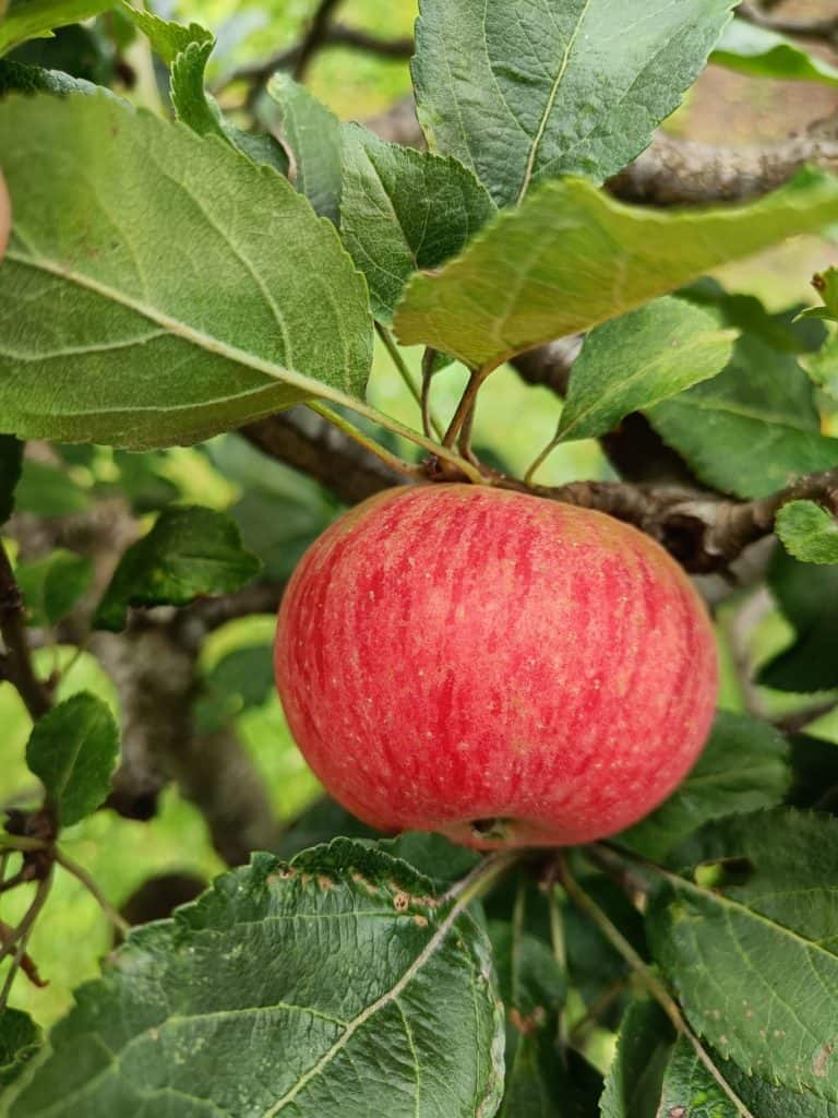 OnePlus Nord 2 : photo d'une pomme