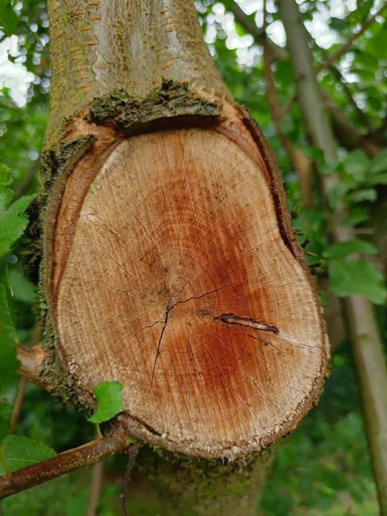 OnePlus Nord 2 : photo d'une coupe d'arbre en gros plan