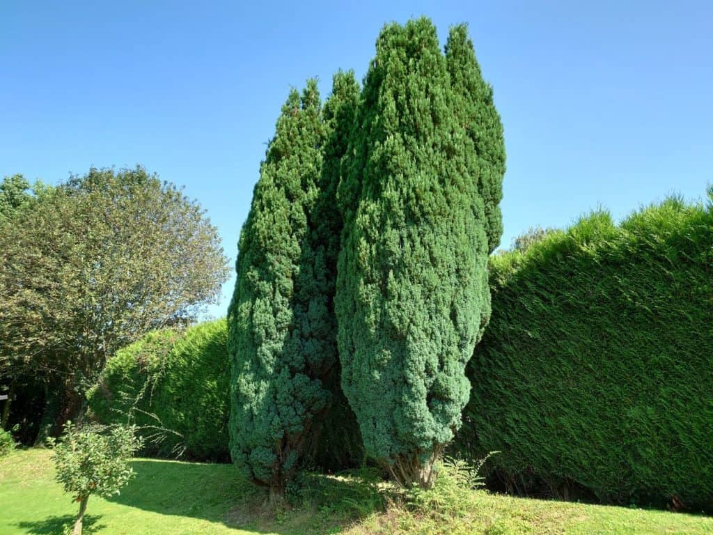 Exemple photo Sony Xperia 1 iii - Les sapins de mon jardin